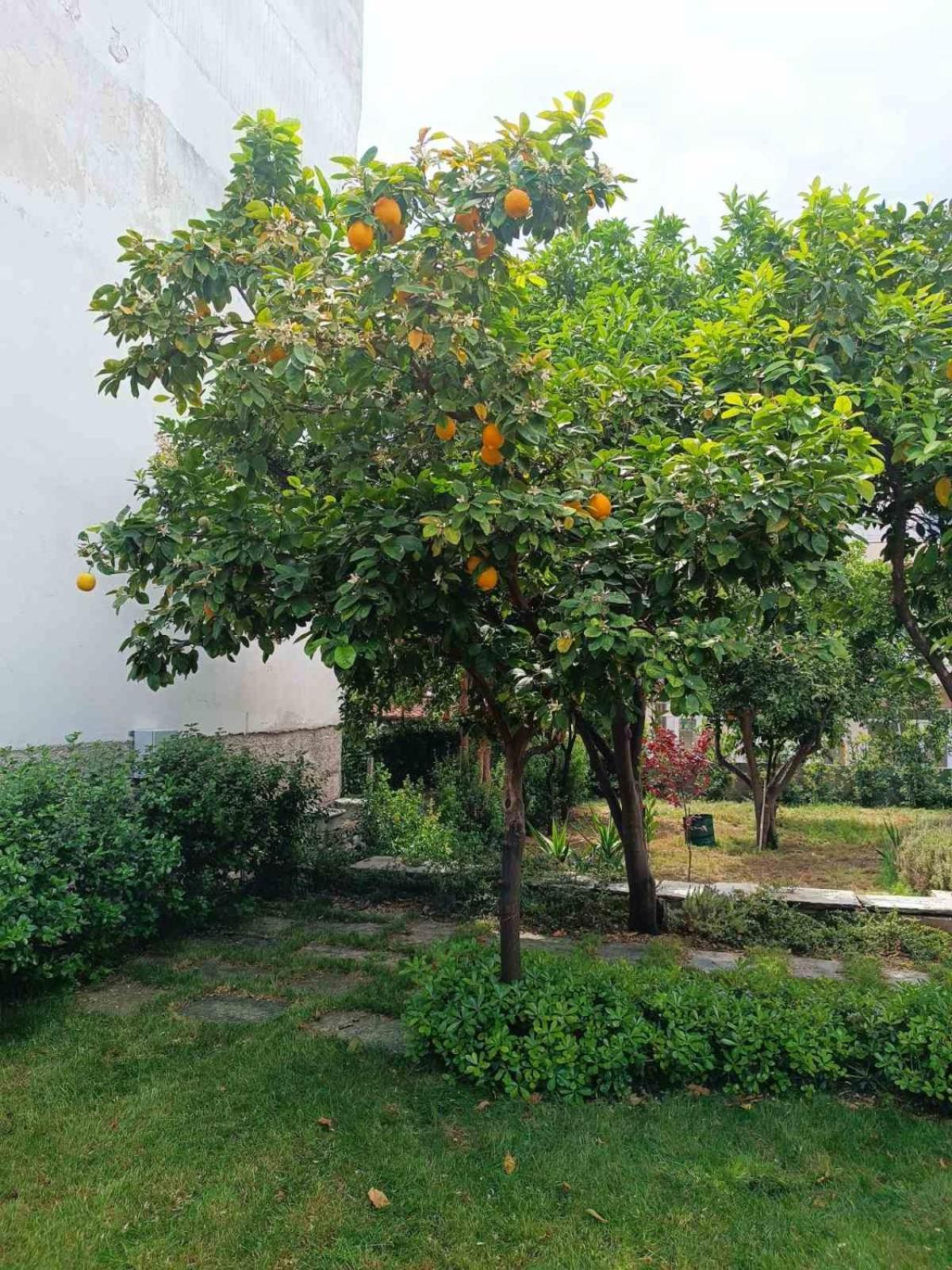 Betty'S Garden House Nea Anchialos Exterior foto